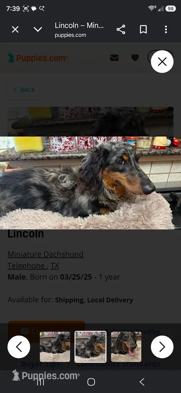 Lincoln – Miniature Dachshund puppy for sale in Cleveland, TN