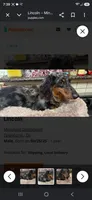 Lincoln, a male Miniature Dachshund for sale in Cleveland, TN – 1 of 3