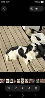 Trio long hair , a female Miniature Dachshund for sale in Cleveland, TN – 2 of 2