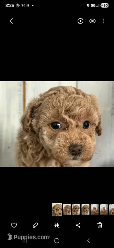 May – Poodle - Toy  puppy for sale in Cleveland, TN