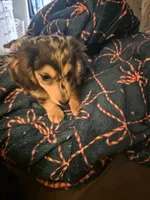 Dixie , a female Miniature Dachshund for sale in Cleveland, TN – 4 of 4