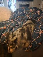 Dixie , a female Miniature Dachshund for sale in Cleveland, TN – 3 of 4