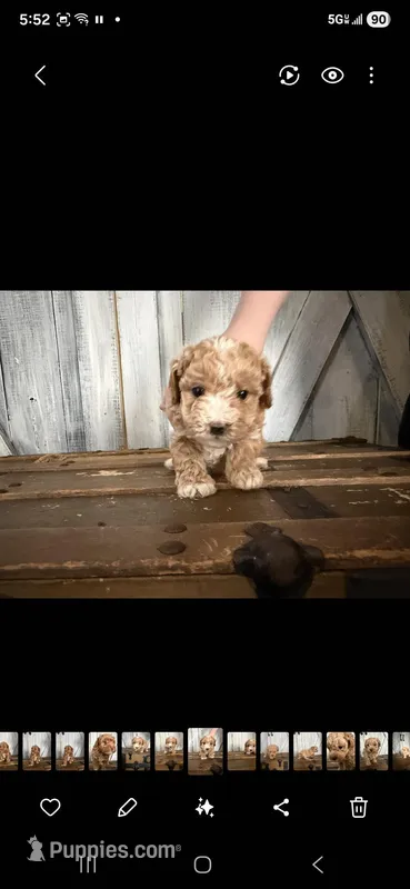 George  – Poodle - Toy  puppy for sale in Cleveland, TN