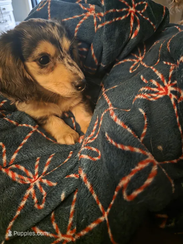 Dixie , a female Miniature Dachshund for sale in Cleveland, TN – 1 of 4