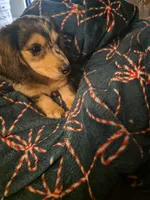 Dixie , a female Miniature Dachshund for sale in Cleveland, TN – 1 of 4