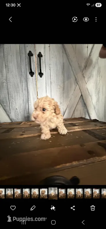 Minnie – Poodle - Toy  puppy on hold in Cleveland, TN