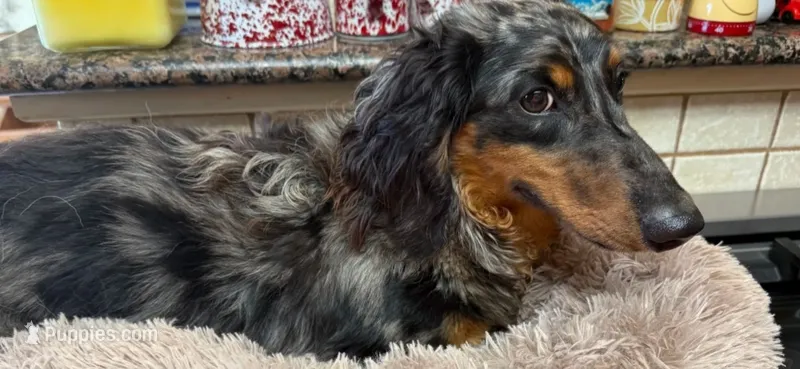 Lincoln – Miniature Dachshund puppy for sale in Cleveland, TN