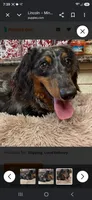 Lincoln, a male Miniature Dachshund for sale in Cleveland, TN – 2 of 3