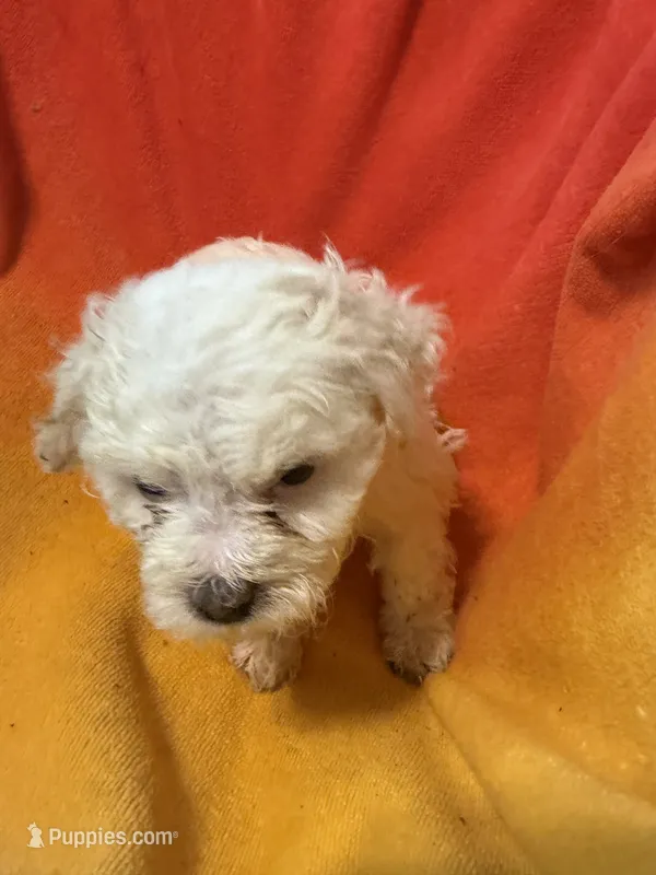 Odin – Bichon Frise, Shorkie puppy for sale in Minneapolis, MN