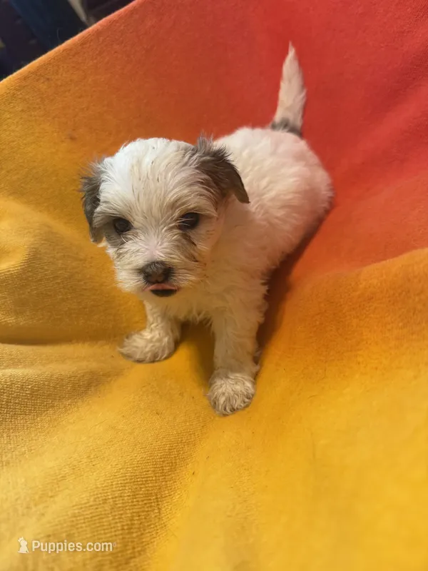 Bella – Bichon Frise, Shorkie puppy on hold in Minneapolis, MN