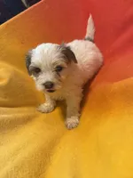 Bella, a female Bichon Frise and Shorkie for sale in Minneapolis, MN – 1 of 1