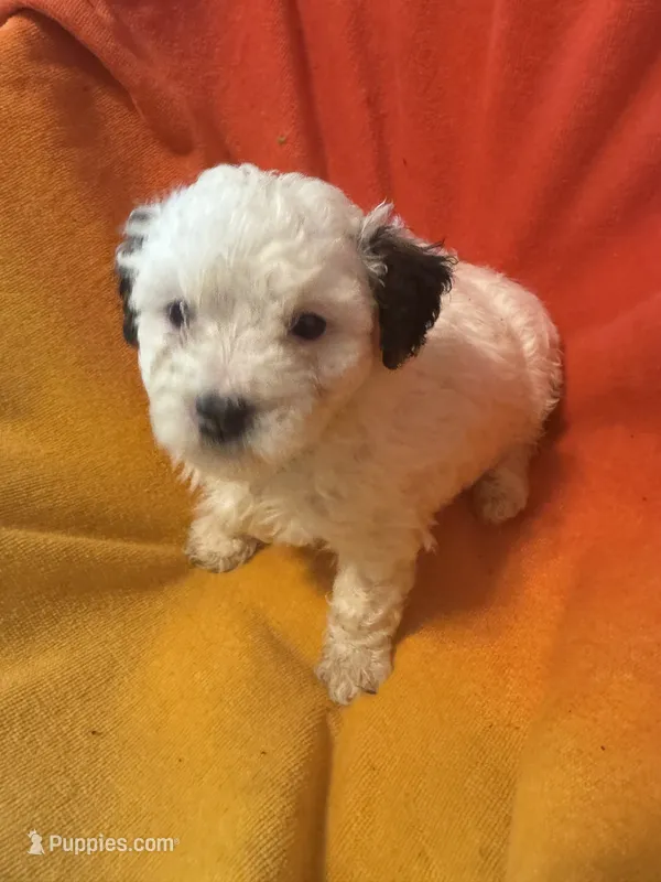 Maggie – Bichon Frise, Shorkie puppy for sale in Minneapolis, MN