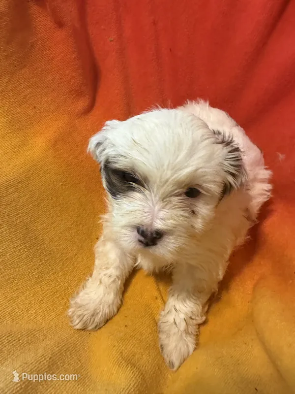 Jack – Bichon Frise, Shorkie puppy for sale in Minneapolis, MN