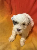 Jack, a male Bichon Frise and Shorkie for sale in Minneapolis, MN – 1 of 1