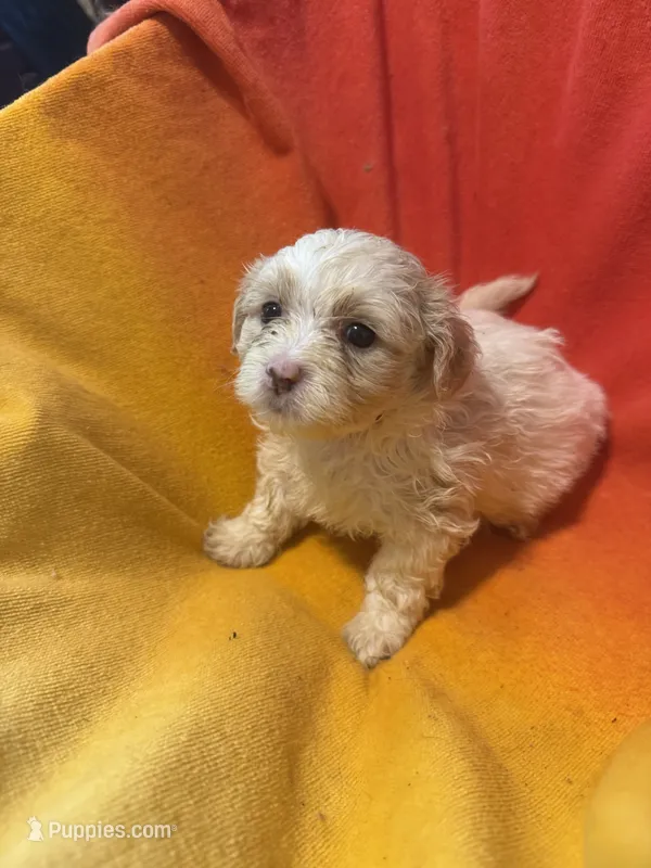 Luna – Bichon Frise, Shorkie puppy for sale in Minneapolis, MN