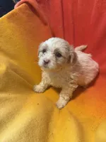 Luna, a female Bichon Frise and Shorkie for sale in Minneapolis, MN – 1 of 1