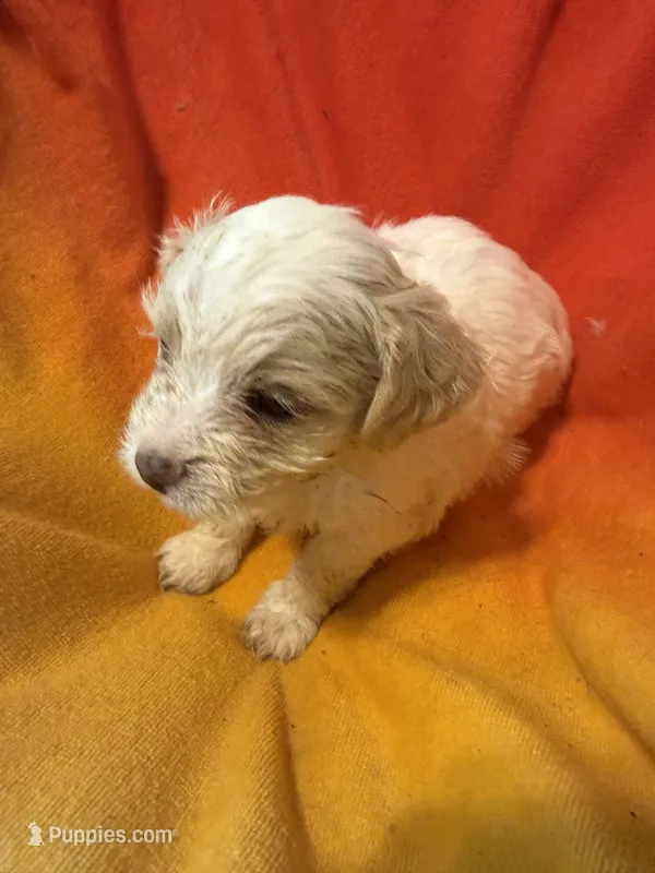 Stella, a female Bichon Frise and Shorkie for sale in Minneapolis, MN – 1 of 1