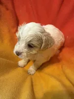 Stella, a female Bichon Frise and Shorkie for sale in Minneapolis, MN – 1 of 1