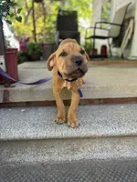 Rusty, a male Australian Shepherd and American Mastiff for sale in Fayetteville, NC – 5 of 6