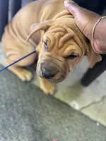 Rusty, a male Australian Shepherd and American Mastiff for sale in Fayetteville, NC – 2 of 6