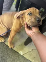 Rusty, a male Australian Shepherd and American Mastiff for sale in Fayetteville, NC – 3 of 6