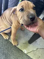 Rusty, a male Australian Shepherd and American Mastiff for sale in Fayetteville, NC – 4 of 6