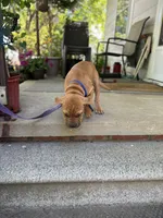 Rusty, a male Australian Shepherd and American Mastiff for sale in Fayetteville, NC – 6 of 6