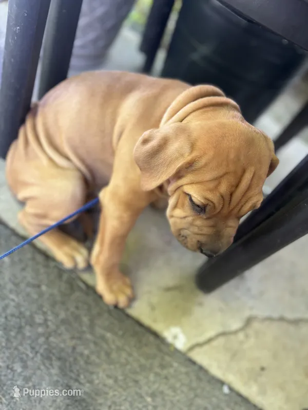 Rusty – Australian Shepherd, American Mastiff puppy for sale in Fayetteville, NC
