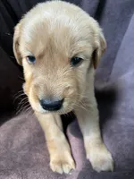 Flint AKC , a male Golden Retriever for sale in Wheatfield, IN – 4 of 5