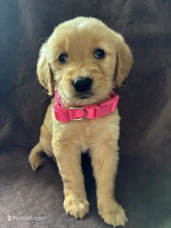 Bella AKC  – Golden Retriever puppy for sale in Wheatfield, IN