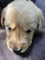 Flint AKC , a male Golden Retriever for sale in Wheatfield, IN – 2 of 5