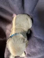 Max AKC , a male Golden Retriever for sale in Wheatfield, IN – 4 of 5