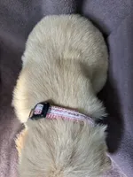 Hazel AKC , a female Golden Retriever for sale in Wheatfield, IN – 2 of 5