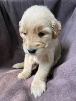 Hazel AKC , a female Golden Retriever for sale in Wheatfield, IN – 3 of 5