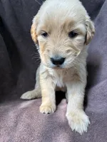 Hazel AKC , a female Golden Retriever for sale in Wheatfield, IN – 5 of 5
