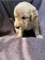 Flint AKC , a male Golden Retriever for sale in Wheatfield, IN – 5 of 5