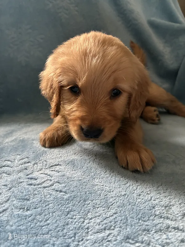 Max AKC  – Golden Retriever puppy for sale in Wheatfield, IN