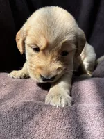 Bella AKC , a female Golden Retriever for sale in Wheatfield, IN – 3 of 6