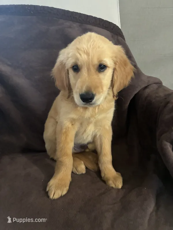 Ace AKC  – Golden Retriever puppy for sale in Wheatfield, IN