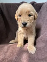 Hazel AKC , a female Golden Retriever for sale in Wheatfield, IN – 1 of 5