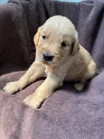 Max AKC , a male Golden Retriever for sale in Wheatfield, IN – 3 of 5