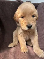 Hazel AKC , a female Golden Retriever for sale in Wheatfield, IN – 4 of 5