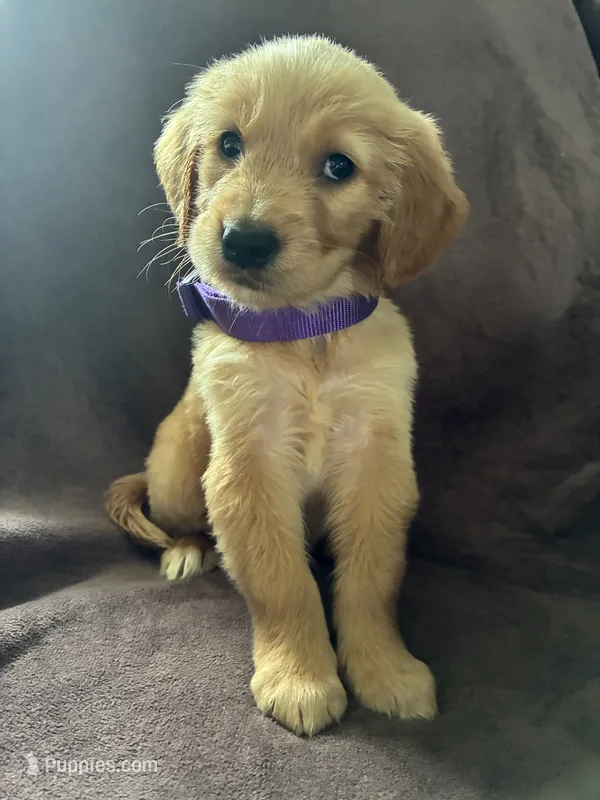 Diva AKC – Golden Retriever puppy for sale in Wheatfield, IN