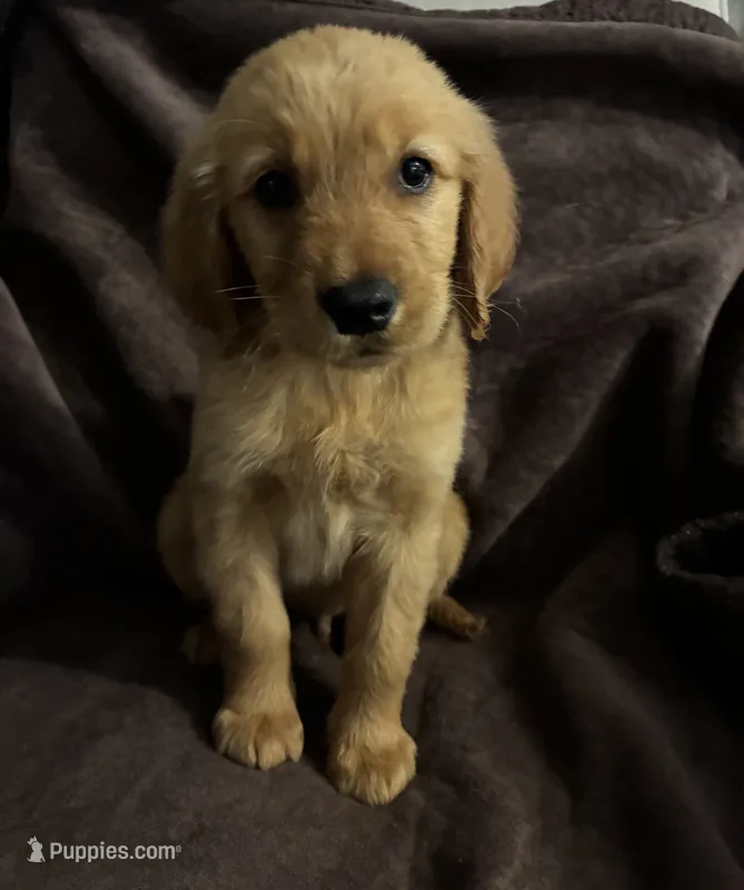 River AKC  – Golden Retriever puppy for sale in Wheatfield, IN