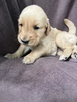 Luna AKC, a female Golden Retriever for sale in Wheatfield, IN – 2 of 6
