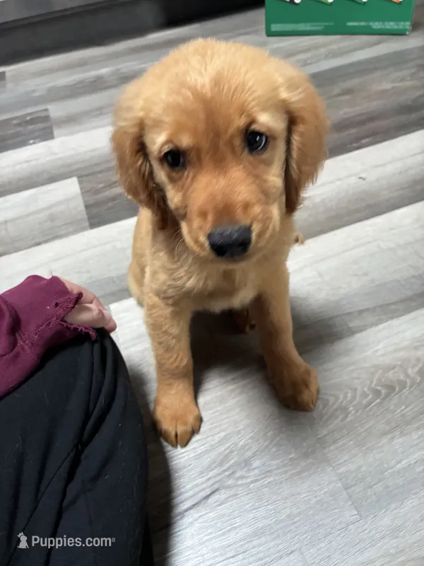River AKC  – Golden Retriever puppy for sale in Wheatfield, IN