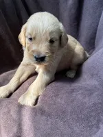 Max AKC , a male Golden Retriever for sale in Wheatfield, IN – 2 of 5