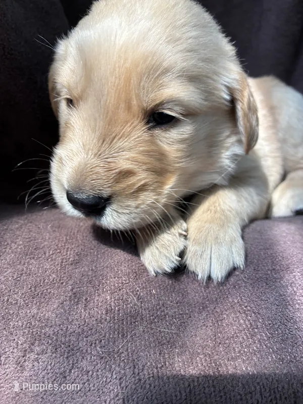 Ace AKC  – Golden Retriever puppy for sale in Wheatfield, IN