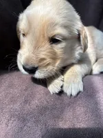 Ace AKC , a male Golden Retriever for sale in Wheatfield, IN – 1 of 5