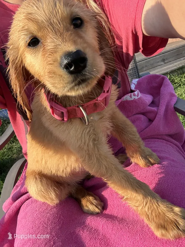 Bella AKC  – Golden Retriever puppy for sale in Wheatfield, IN